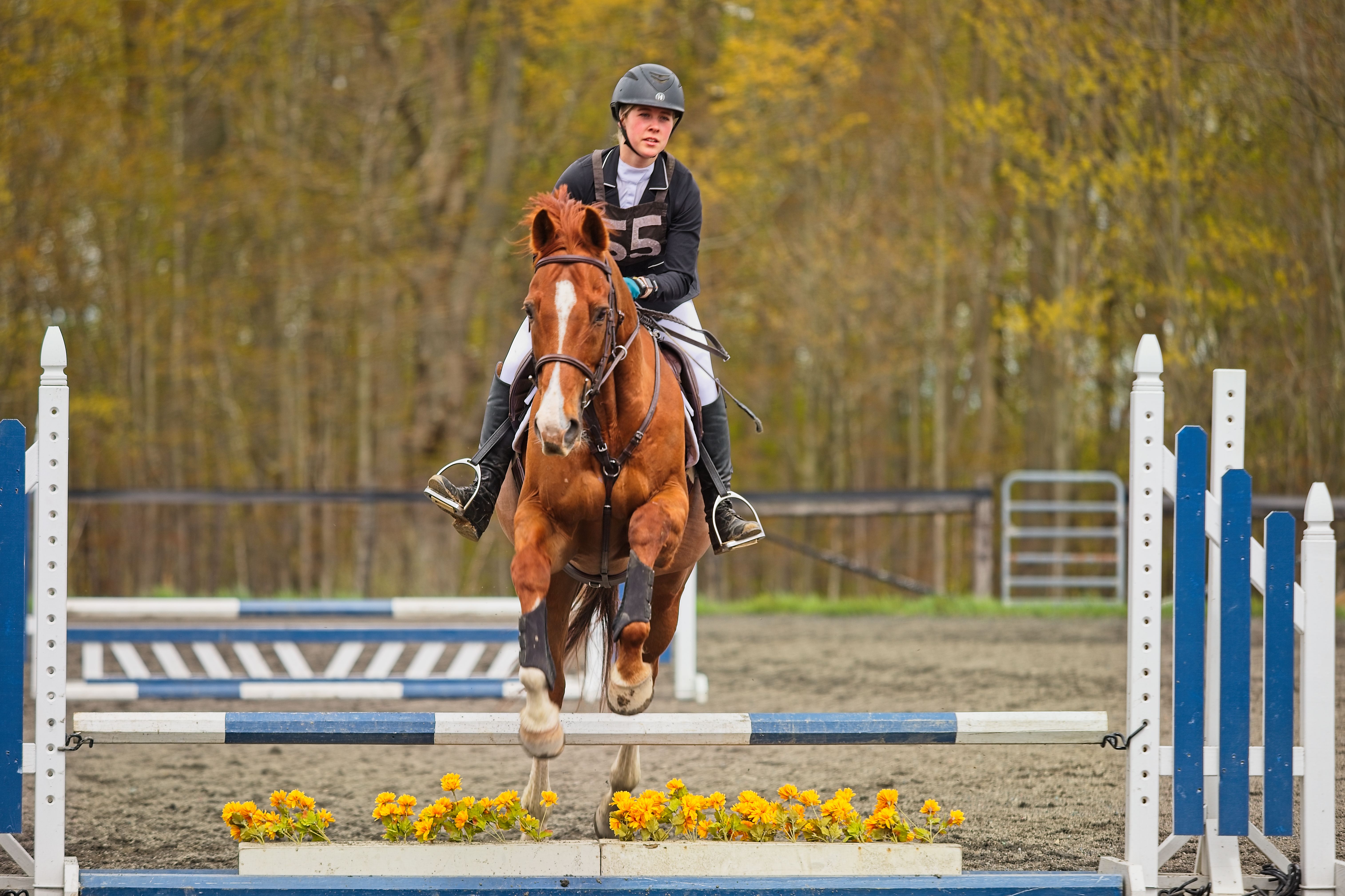 Equestrian Hunter Jumper